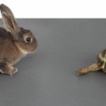 Tortoise and the Hare