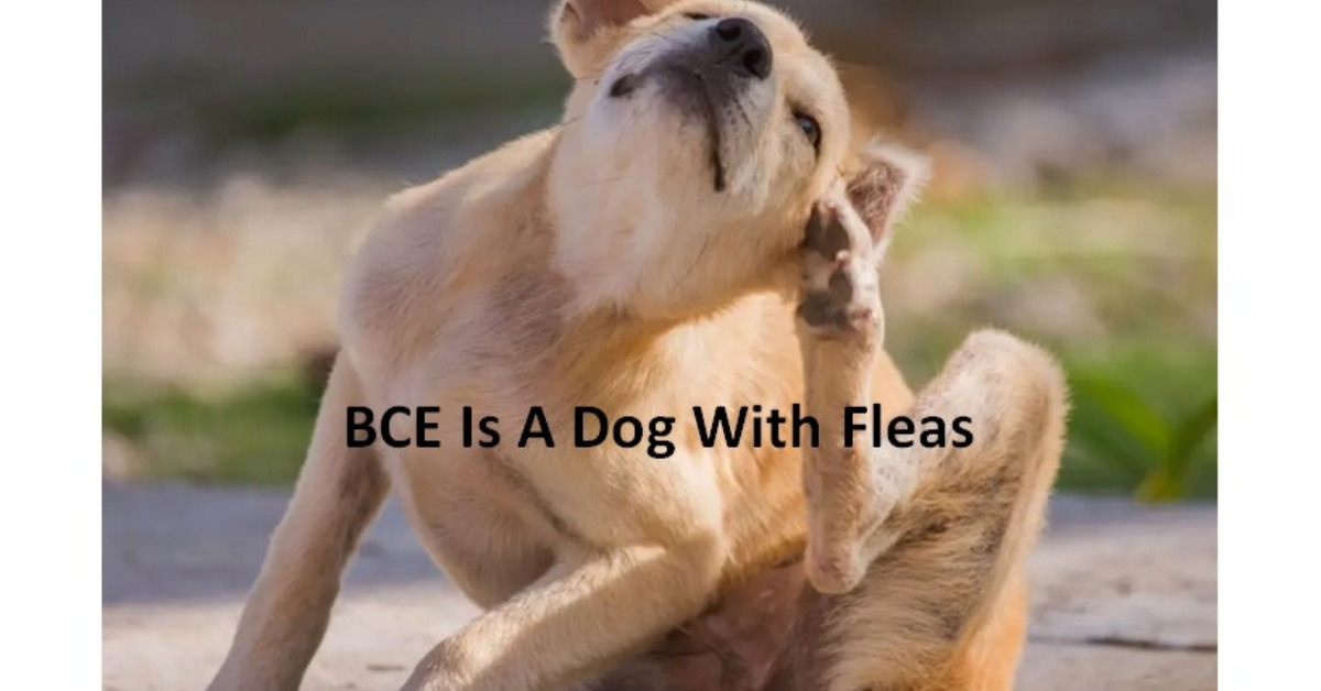 BCE Is A Dog With Fleas